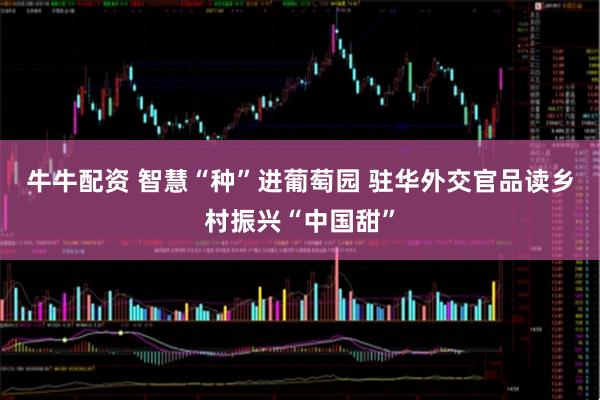 牛牛配资 智慧“种”进葡萄园 驻华外交官品读乡村振兴“中国甜”